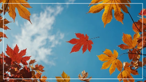 화담숲 예매 예약 입장료 홈페이지 화담채 모노레일 총정리