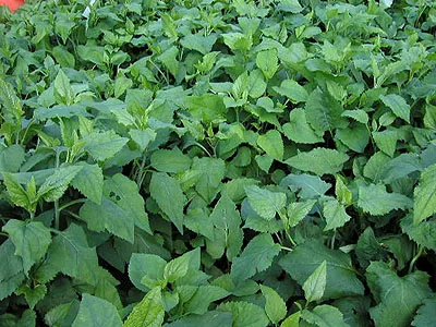 취나물 재배 반그늘 환경 배수 확보 연속 수확_4