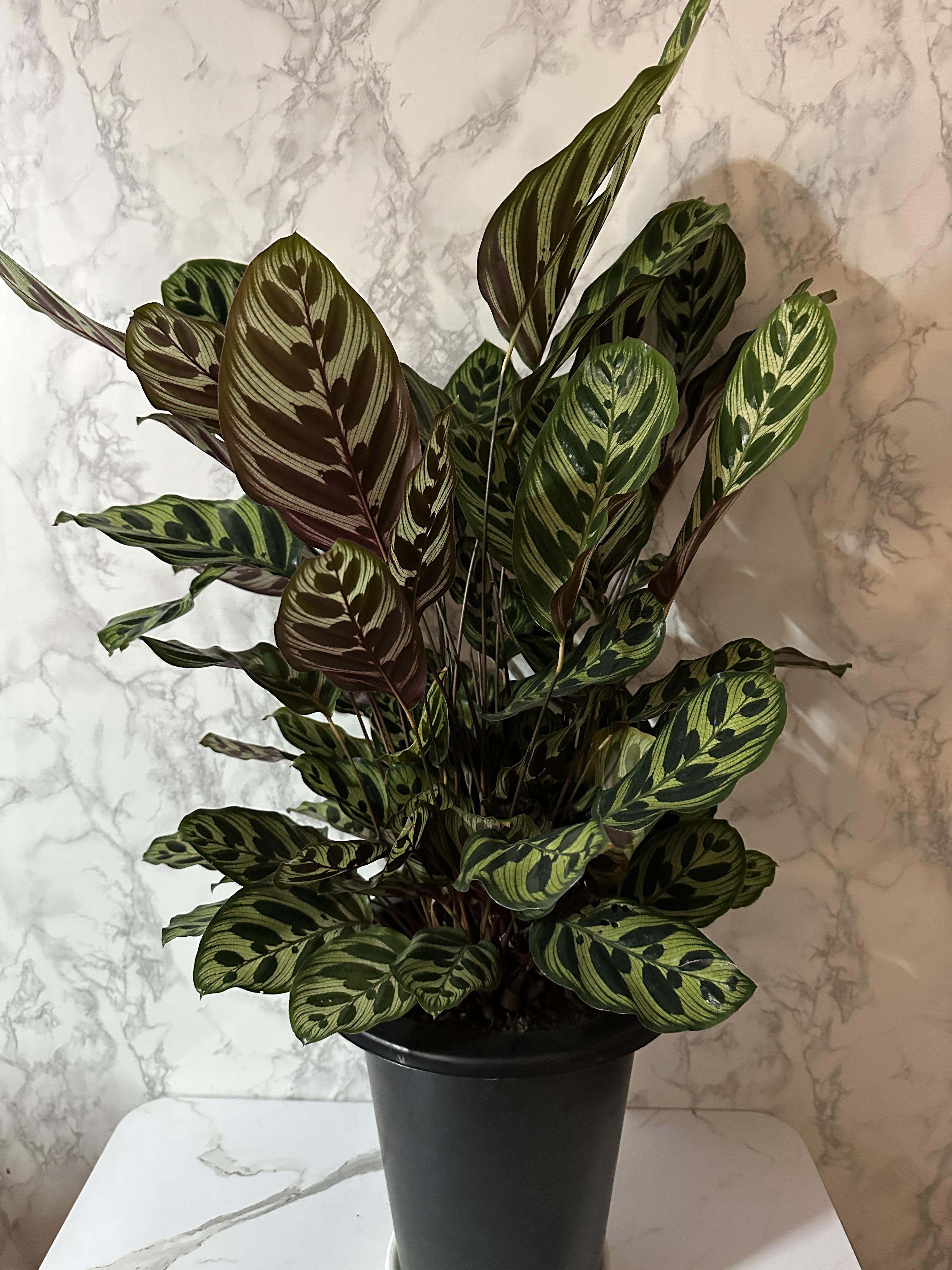 실내 공기정화식물 추천 마코야나 부부초