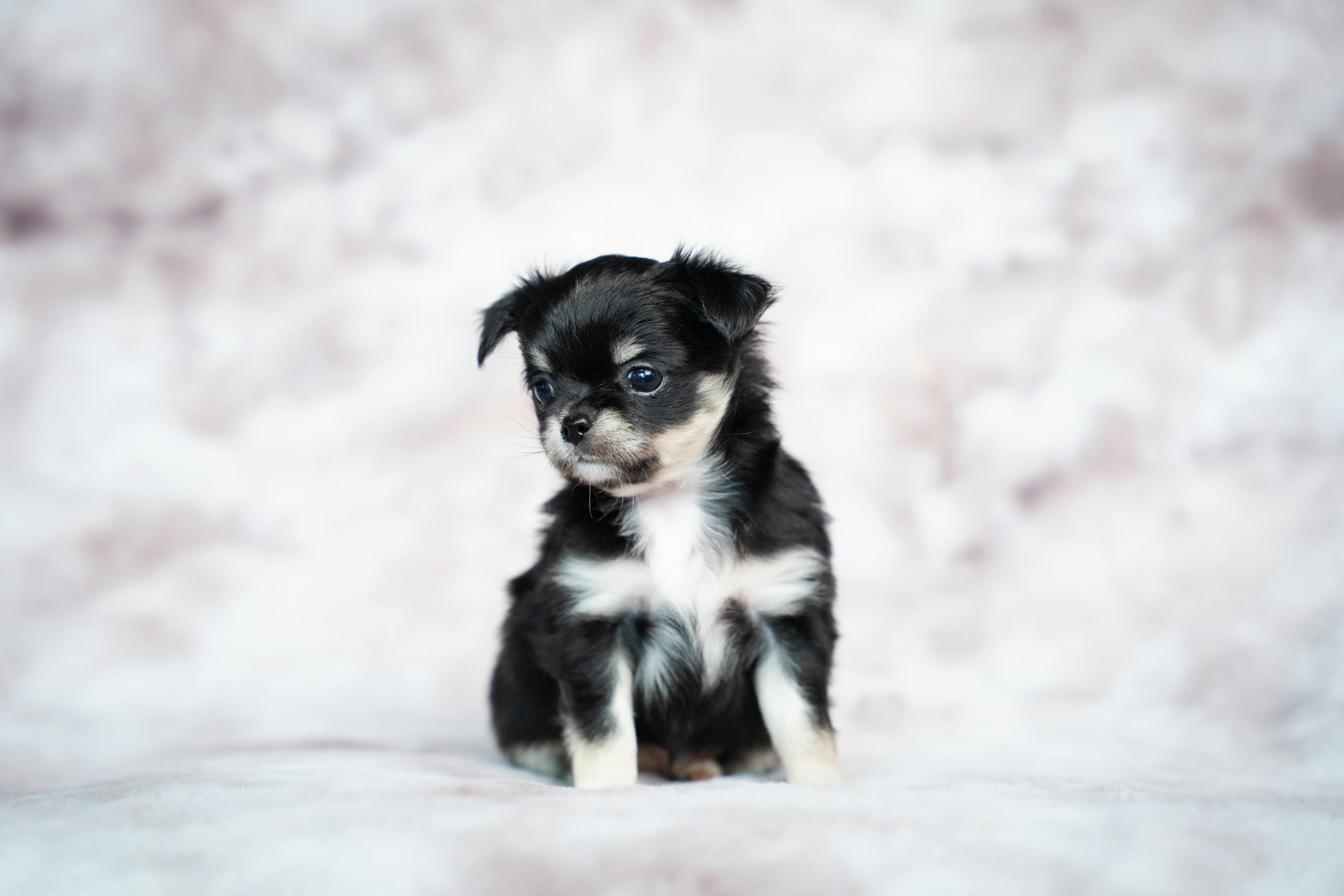 임성훈 프로필 나이 아들