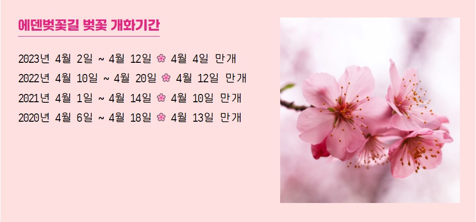 에덴벚꽃길 벚꽃축제 행사소개, 축제안내, 관련영상