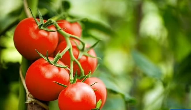 영국, 내년 유전자 조작(편집) 농작물 공식 판매 VIDEO: The gene-edited 'Frankenfoods' that could be on supermarket shelves in the UK as soon as NEXT YEAR