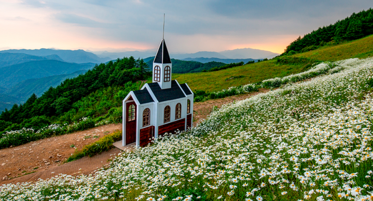 평창 육백마지기