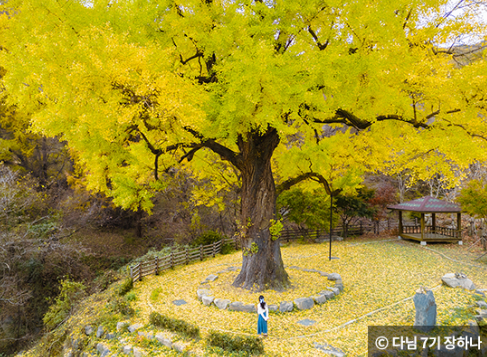 은행나무 명소