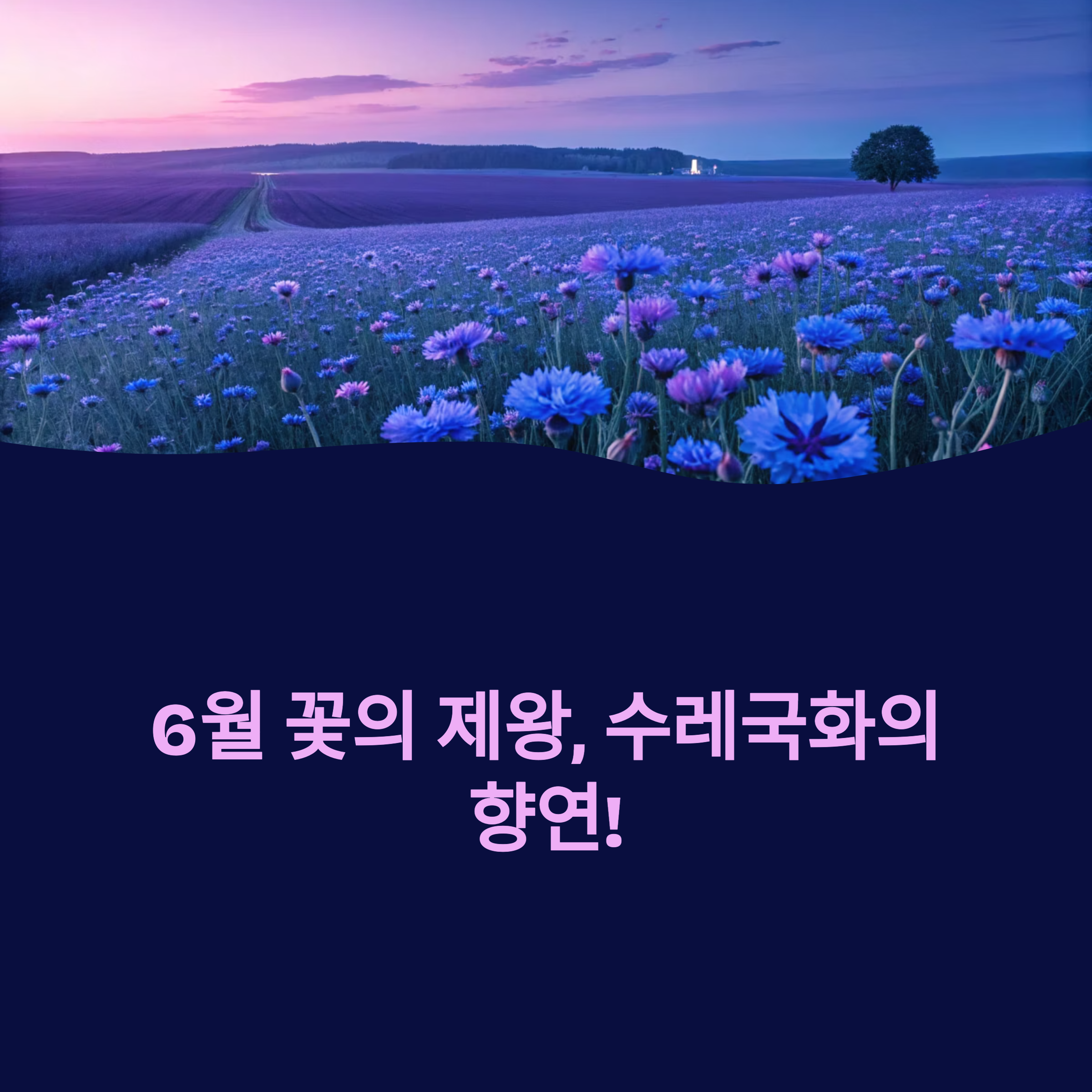 예산 아그로랜드 수레국화