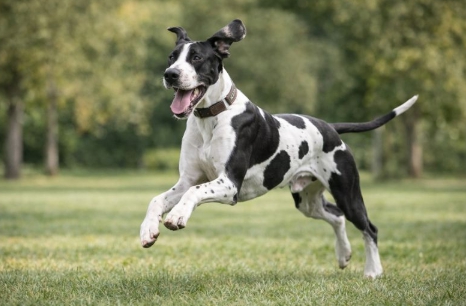 대형견 건강 관리 관련 사진
