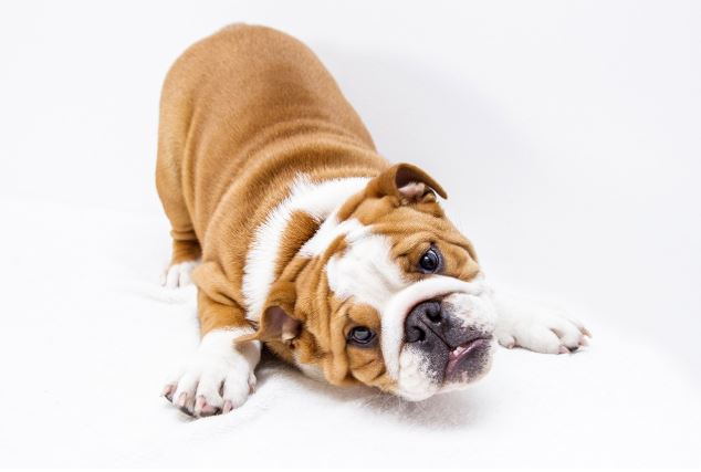 슬개골 탈구된 강아지를 표현하기 위한 사진으로, 한 강아지가 두 팔이 아픈지 앞으로 수그려 엎드린 상태의 모습