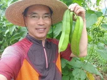 작두콩 재배 지지대 설치 덩굴 유인 건조 보관_3