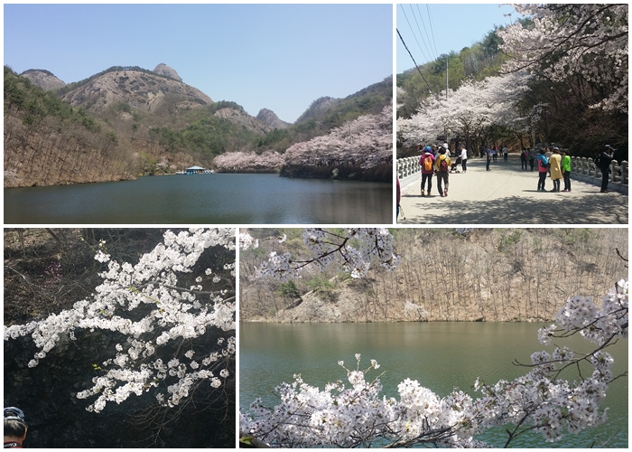 마이산 탑사 봄 벚꽃 풍경