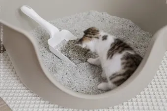 고양이 모래 추천 버리는법 벤토나이트 처리 탈취제_7