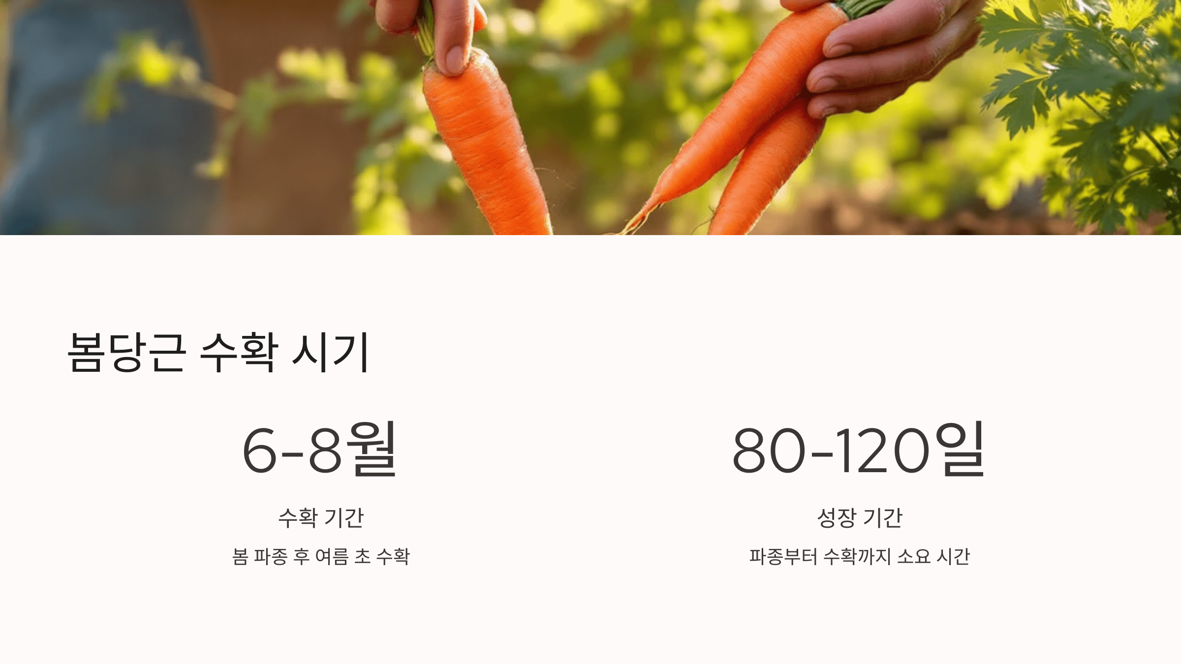 당근 사진입니다.