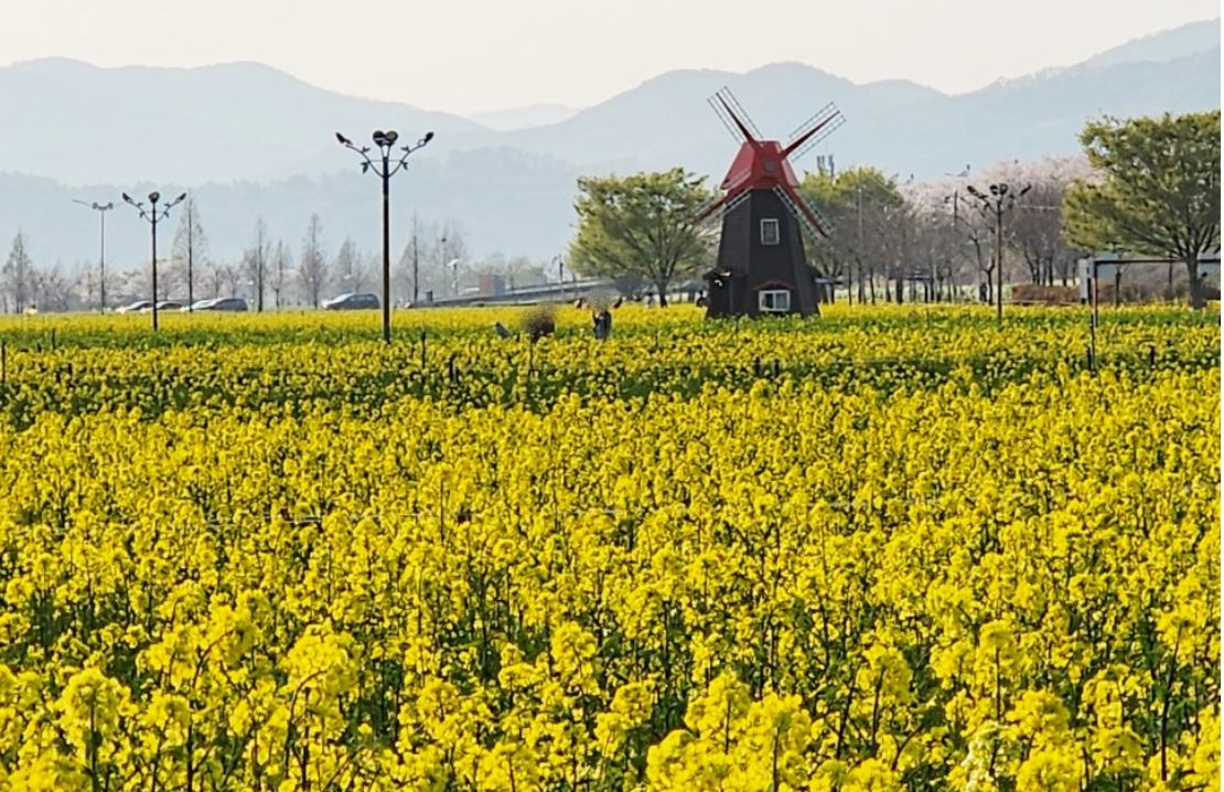 창녕 유채꽃축제.낙동강 유채축제_2023년.행사안내