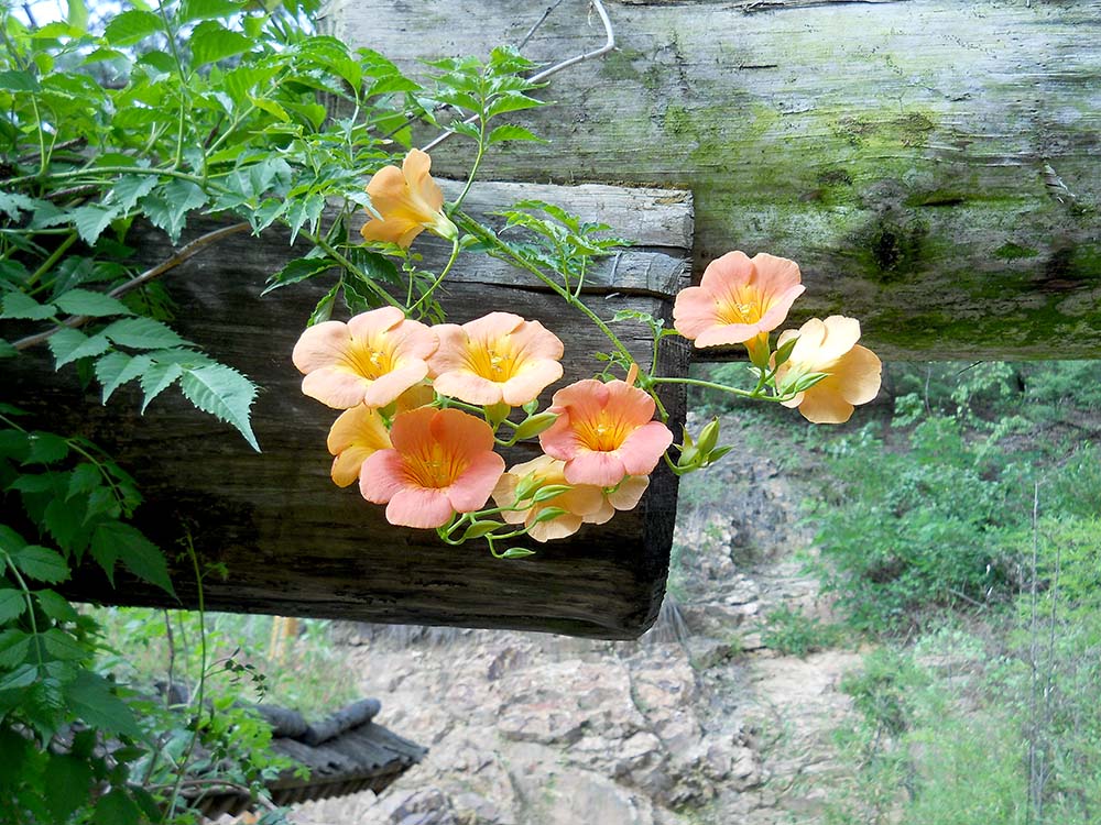 홍제천 물레방아 능소화(Chinese Trumpet Creeper)