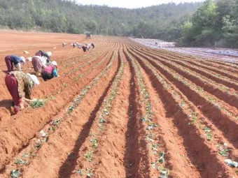 고구마 재배 파종시기 두둑 만들기 물주기 요령_7