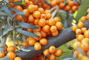 비타민 나무 효능08