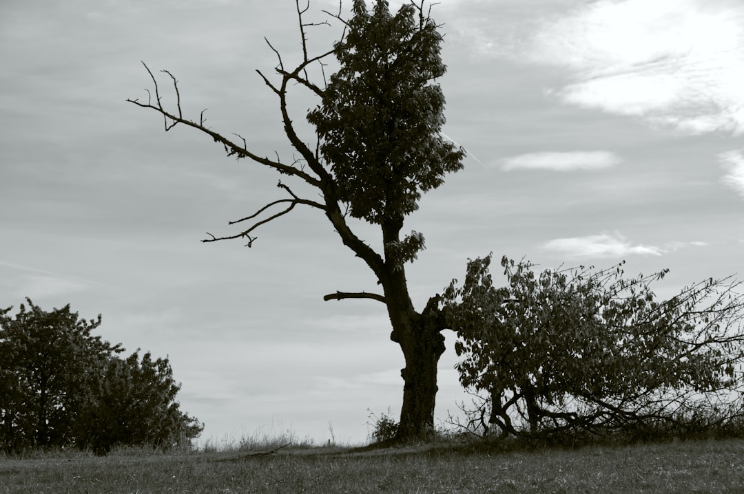 Reissuance