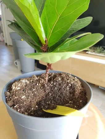 화분 뿌리파리 생기는 원인과 퇴치법 완벽 정리_14