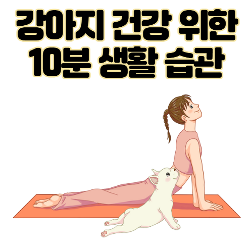 강아지 건강을 위한 매일 10분 생활 습관