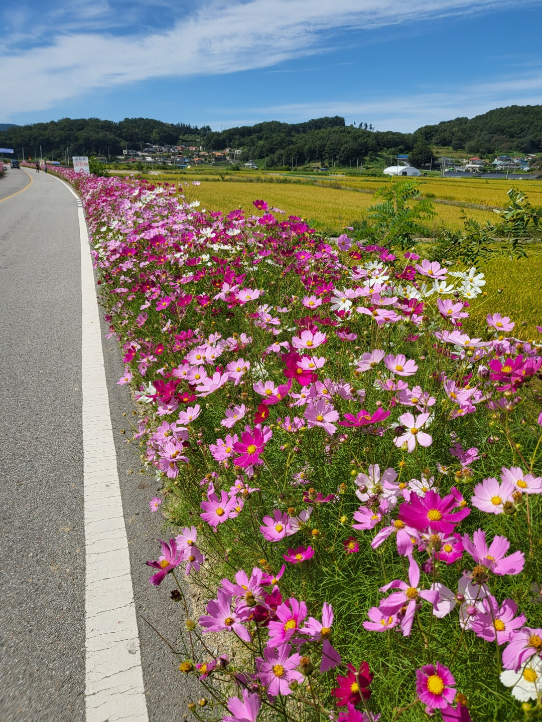 가덕 코스모스 (청주 코스모스길)