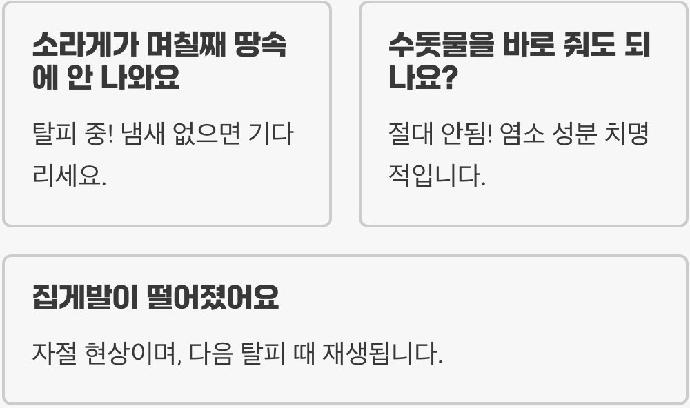 초보자가 소라게 키울 때 가장 많이 하는 실수 5가지