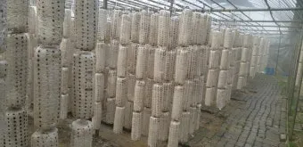 목이버섯 재배 원목 재배 수분 관리 위생 관리_9