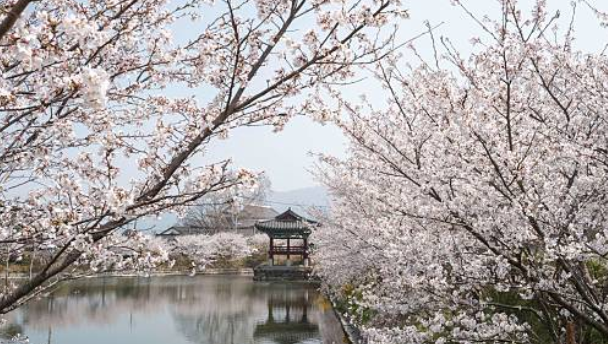 경주벚꽃시기