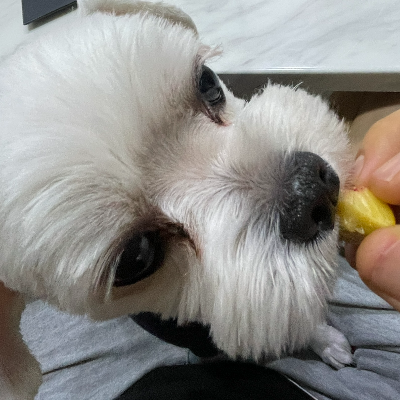 복숭아 강아지