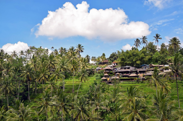 발리 우붓 이미지