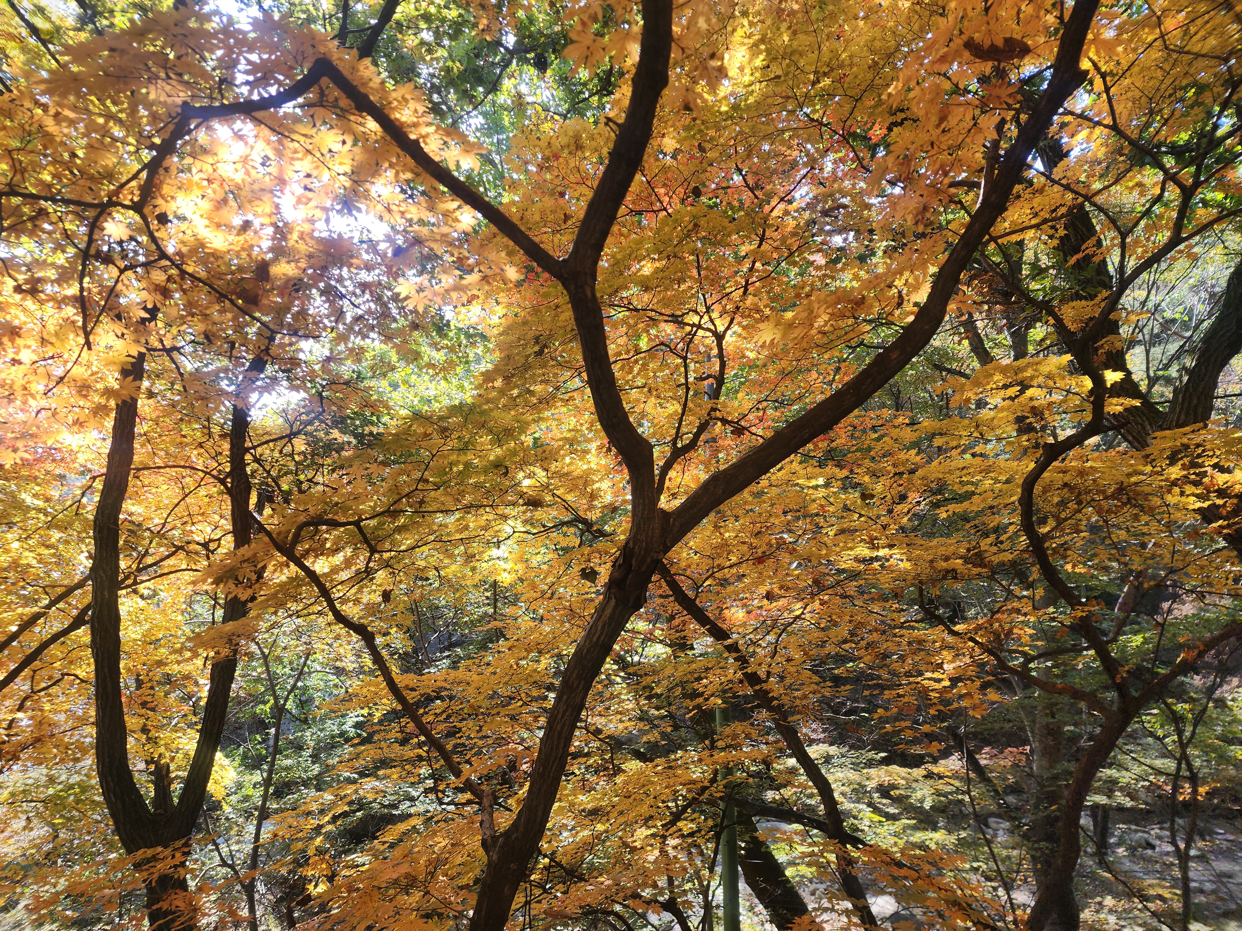 도봉산 단풍 절정