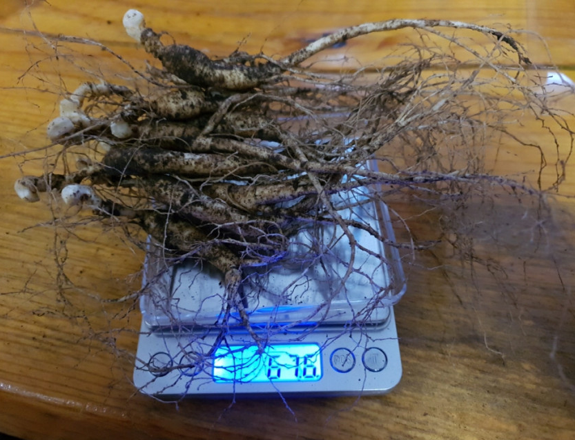 6시내고향 평창 산양삼 효능 및 구매 정보 삼부자 평창 산양삼