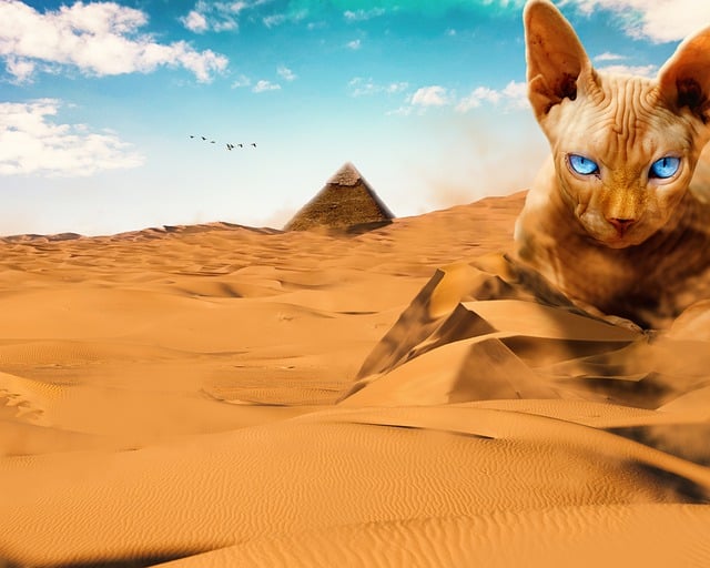 이집트와 고양이