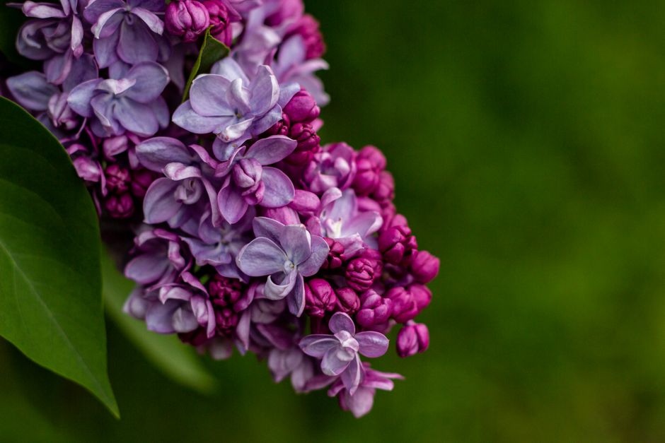 Close-up of vibrant purple lilac flowers in bloom against a soft green background.
