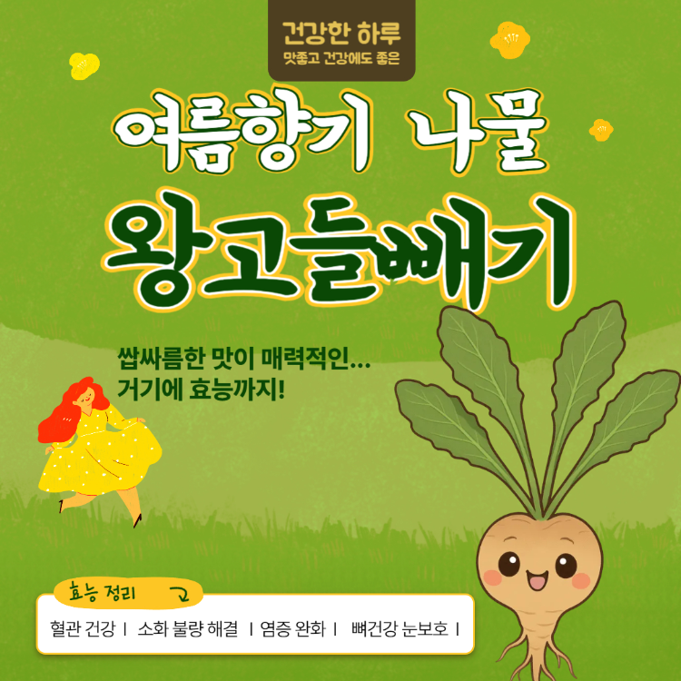 왕고들빼기 효능 먹는법, 놓치기 쉬운 꿀팁 6가지