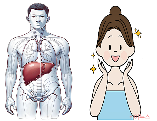 금주하면 변하는 신체 변화, 간 건강회복/피부개선