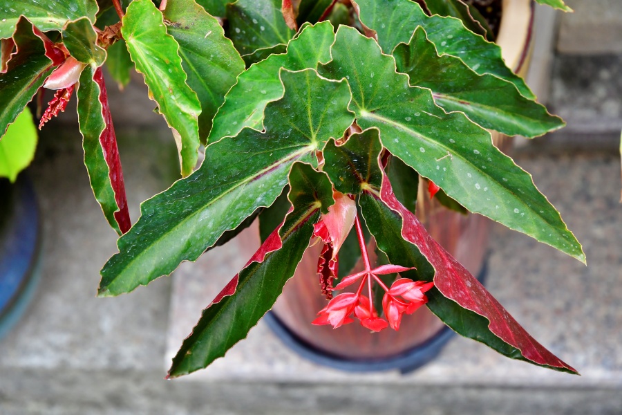 코랄리나 베고니아 (Coralina Begonia) / 엔젤윙 베고니아 (Angel Wing Begonia)