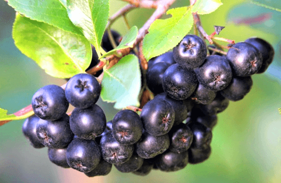 나무에 아로니아 열매가 한가득 열려있다. 초록색 잎도 있다.