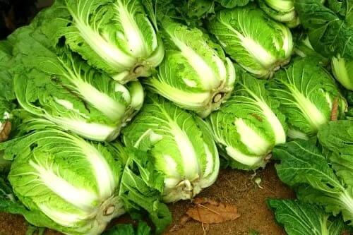 가을배추-김징배추-뽑는시기-수확시기-수확방법-저장방법-보관방법