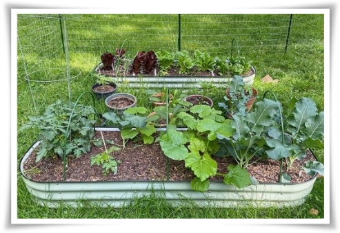 텃밭 "5월에 심기 좋은 작물" 초보도 척척, 실패 없이 풍성하게 수확하는 법!