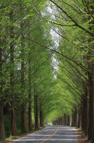 숲길 도로