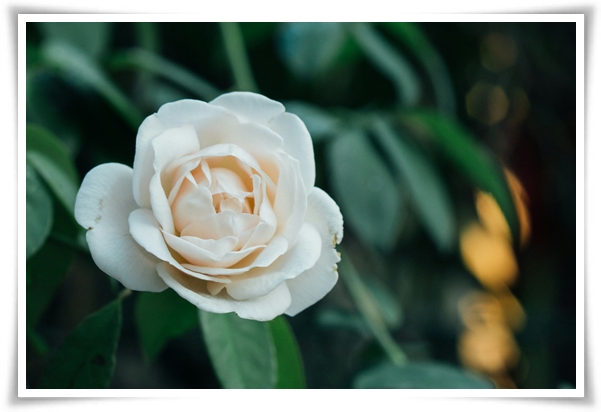 "동백꽃" 겨울의 끝 봄의 우아함을 담은 붉은 보석!