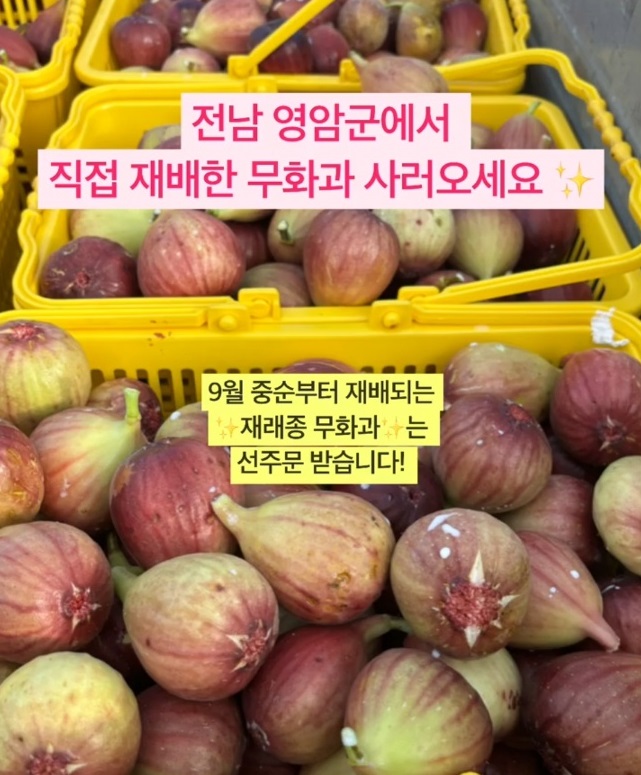 동네한바퀴-영암-재래종-무화과-천안기