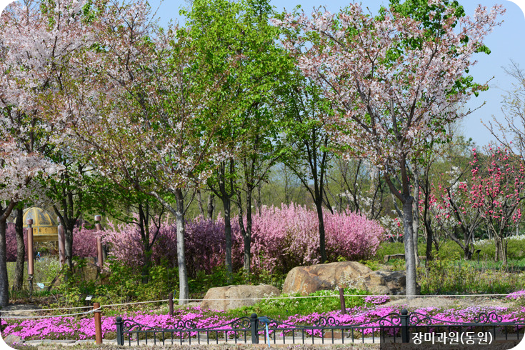 한밭수목원 장미과원(동원)이미지/출처: 한밭수목원 홈페이지