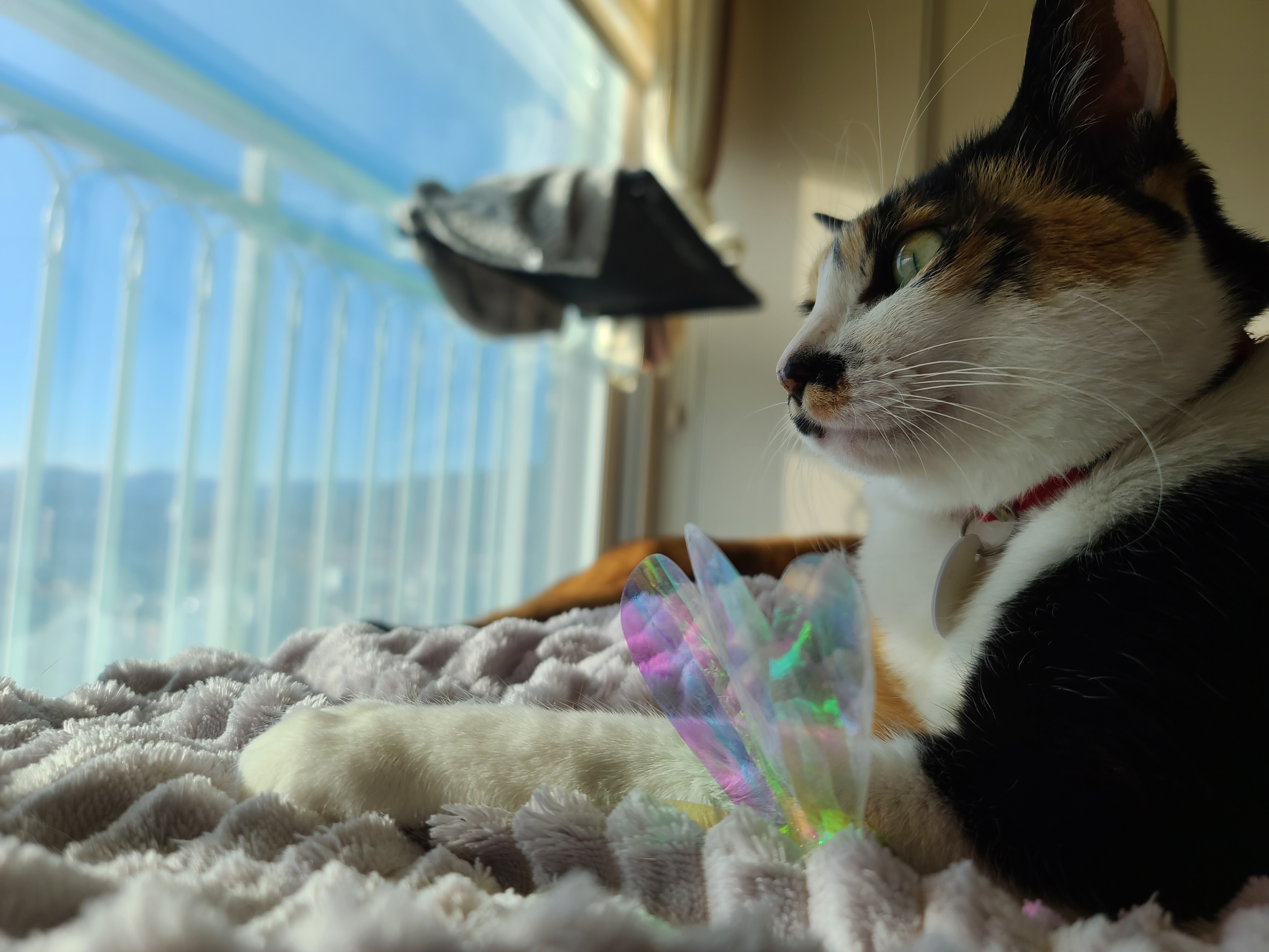 예쁜 삼색이 고양이 다다의 새해 첫 근접사진 (feat.고마운 호야)