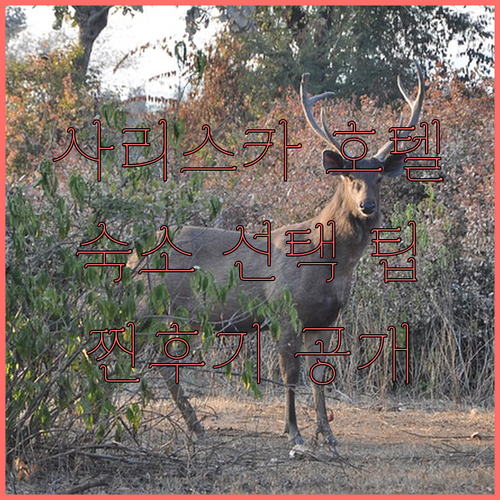 사리스카 호텔 추천.. 찐후기와 함께