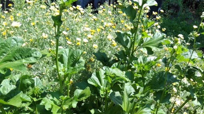 아욱-재배법-생태특성-아욱꽃-피는시기-개화시기