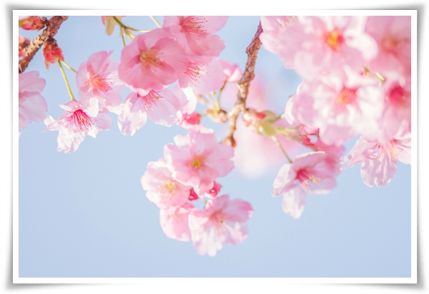 "벚꽃" 희망과 새로운 시작의 상징 봄의 전령사!