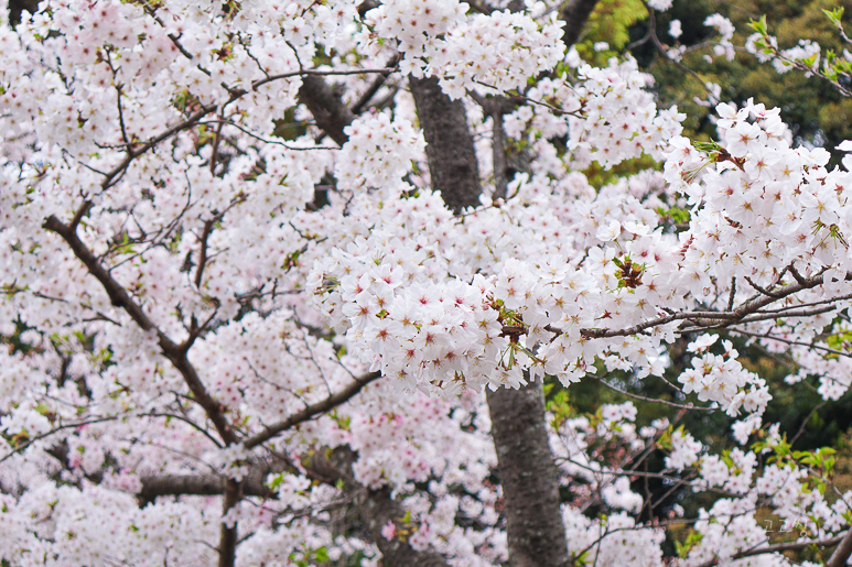 만개한 벚꽃 나무의 화사한 풍경.