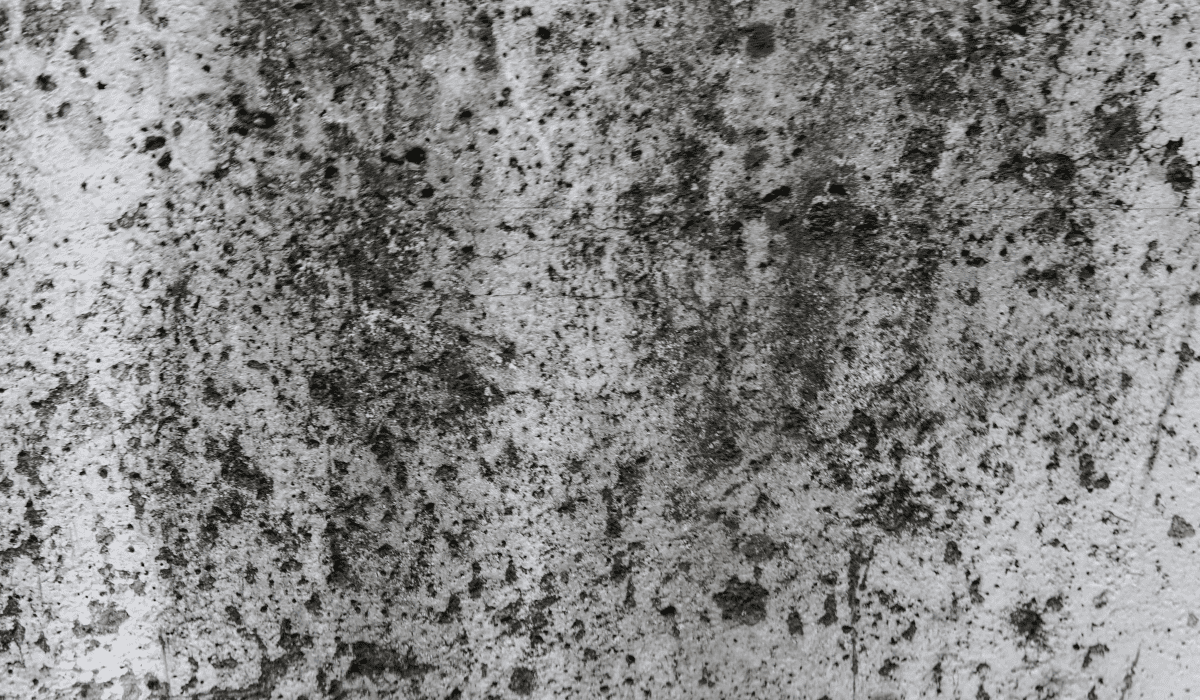 베란다_곰팡이_제거법_11