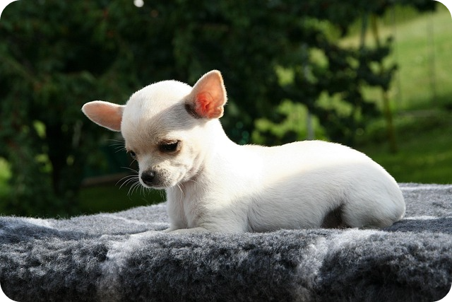 강아지 종합검진관련사진