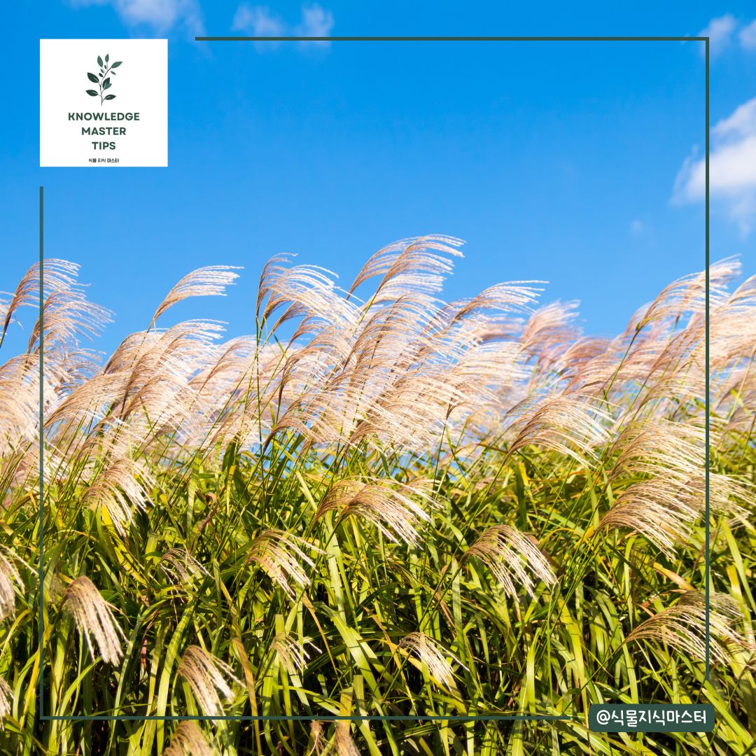 가을 하면 떠오르는 억새